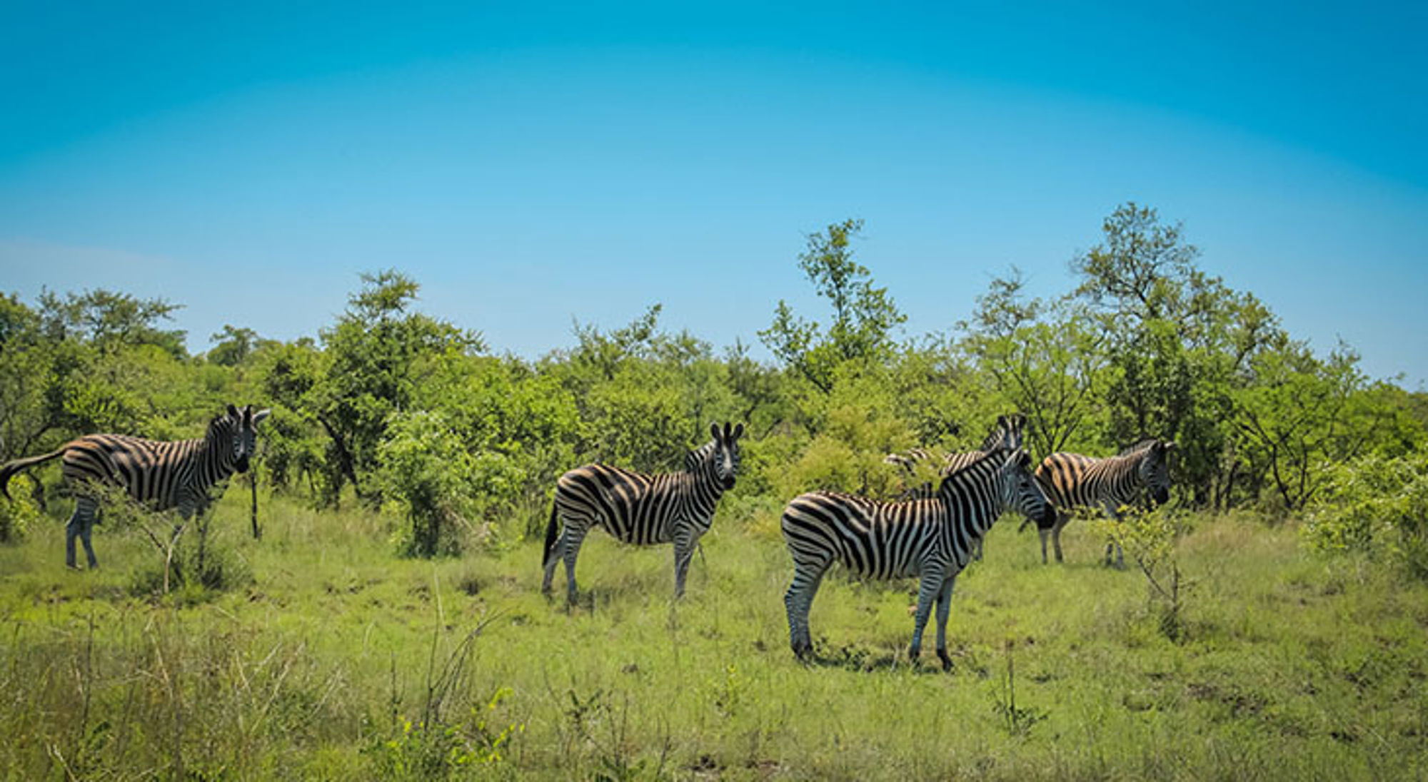 Zebra's in Krugerpark Zebra’s in de savanne van Zuid-Afrika met struiken en blauwe lucht.