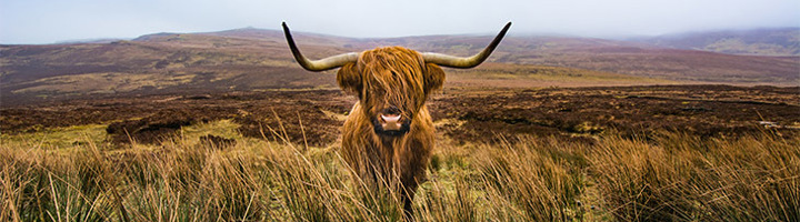 Schotse hooglander in ruig heidelandschap van de Schotse Hooglanden.