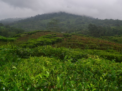 Groene theeplantage in de heuvels van Maleisisch Borneo, met mistige bergen op de achtergrond.