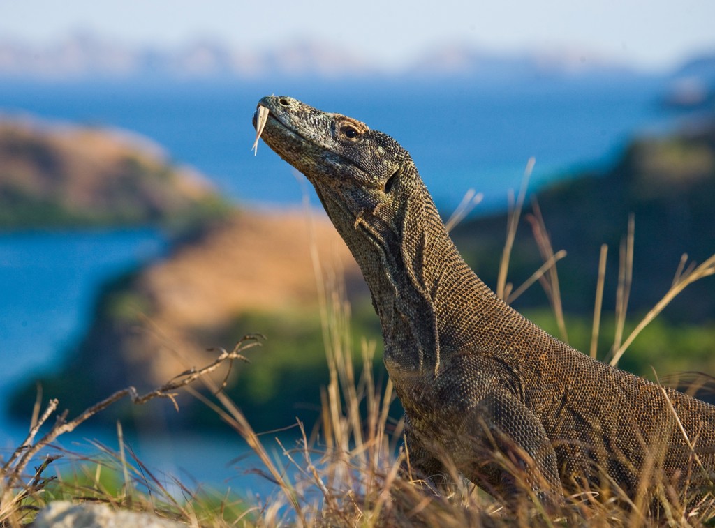 Komodovaraan op een heuvel met uitzicht op zee in de Kleine Sunda eilanden, Indonesië.