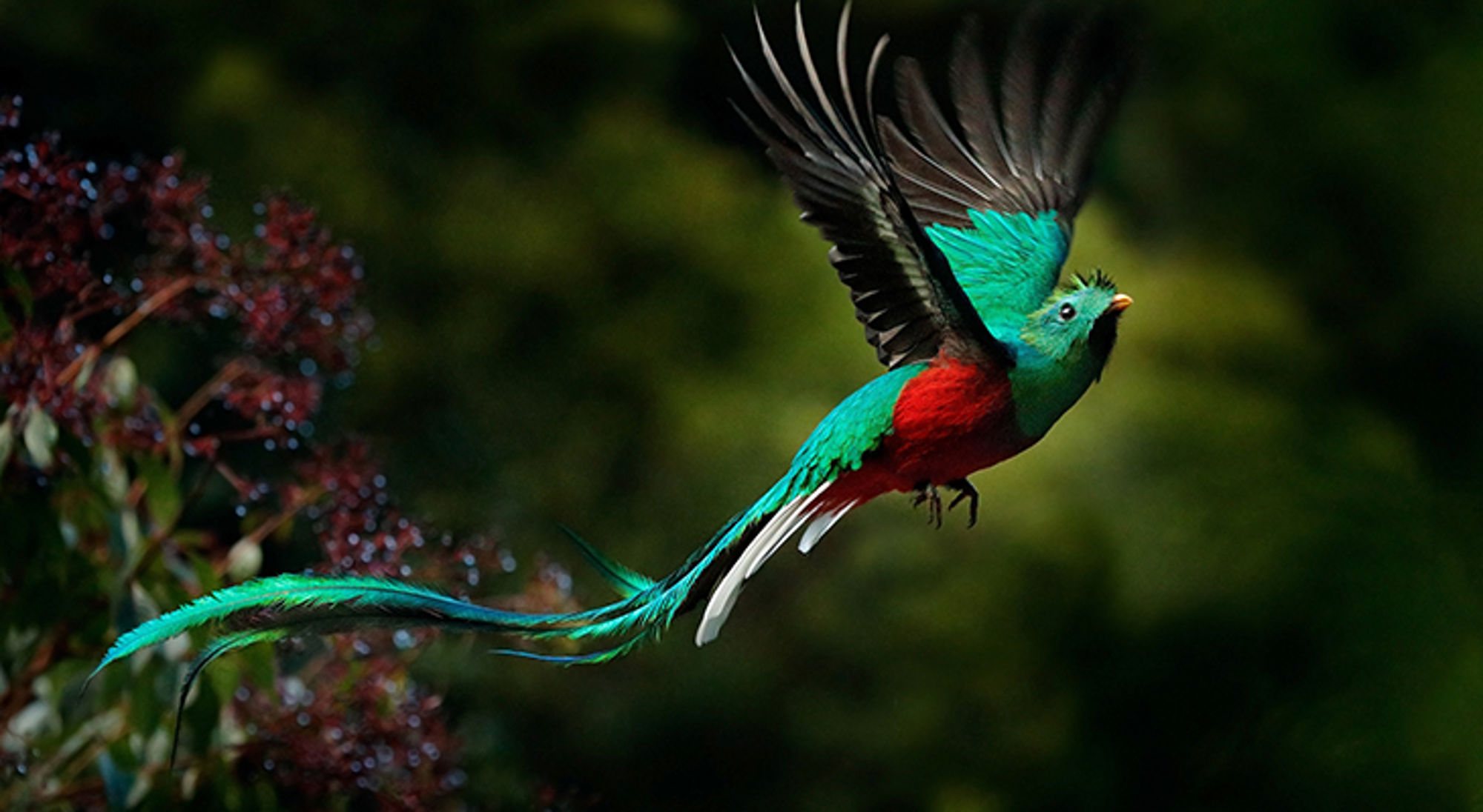 Quetzal met turquoise veren en rode borst in vlucht boven het bos.