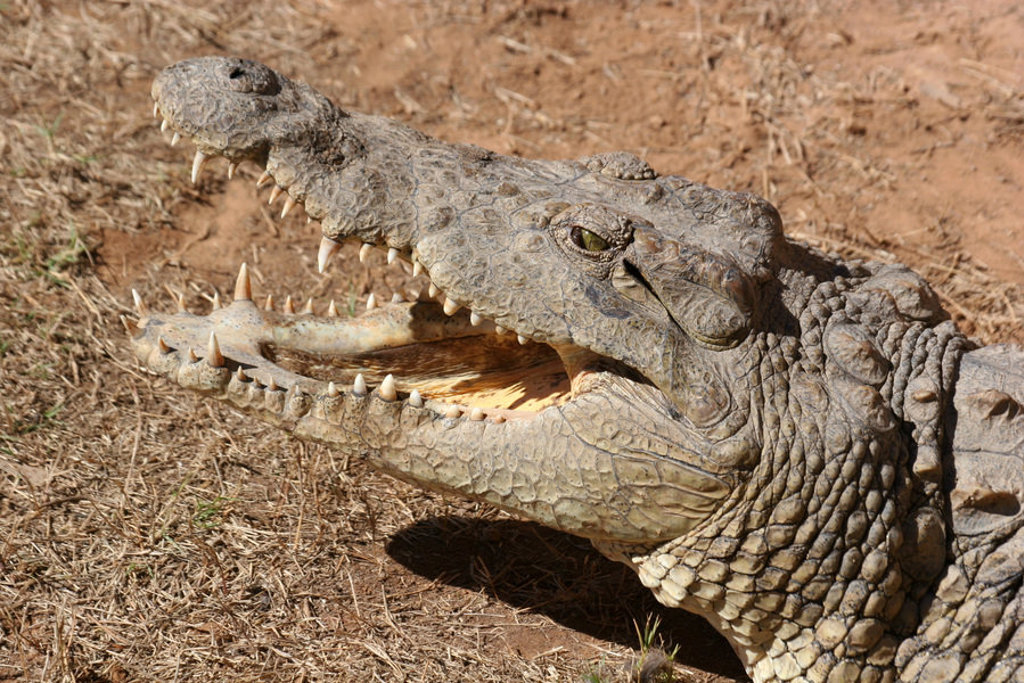 Nijl krokodil met open bek en scherpe tanden in Kenia of Tanzania tijdens groepsrondreis.