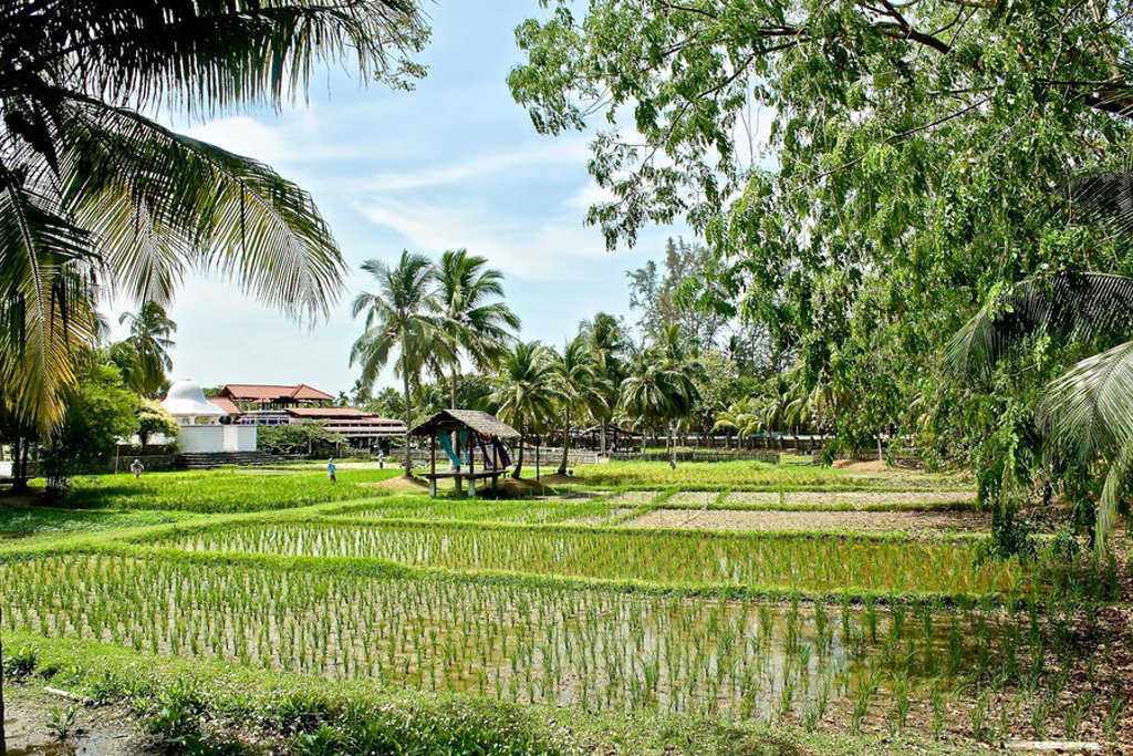 Groene rijstvelden met palmbomen en dorpje in West-Maleisië tijdens de groepsrondreis West-Maleisië & Borneo.