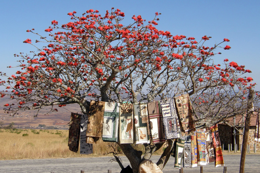 Bloeiende koraalboom met kleurrijke kleedjes op een lokale markt tijdens een kampeerreis in Zuid-Afrika.