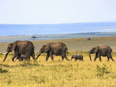 Olifantenfamilie op de savanne tijdens de route Kenia en Tanzania.