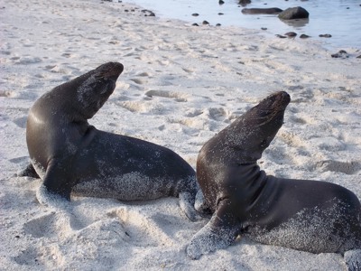 Twee zeeleeuwen rusten op het zandstrand van de Galapagos-eilanden.