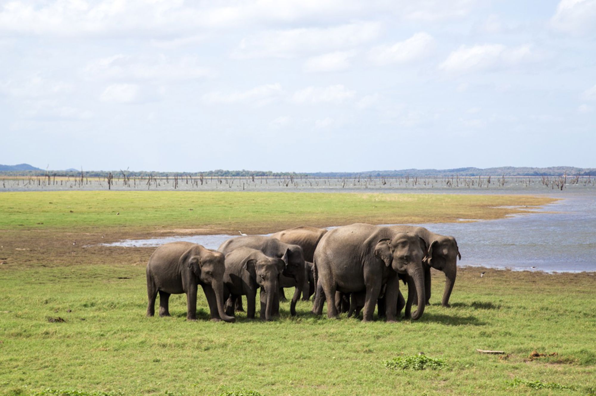 Kudde wilde olifanten graast op een grasvlakte bij een meer in Sri Lanka.