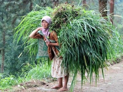 Vrouw draagt een grote bundel gras op haar rug langs een pad op Java tijdens de route Java, Bali, Lombok & Gili Air.