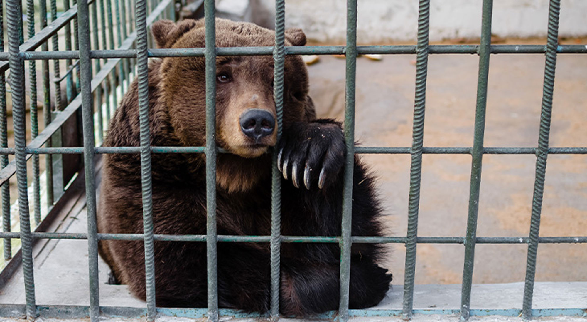 Maak melding van dierenmishandeling Bruine beer achter tralies in een dierenverblijf, met poot tegen het hek.