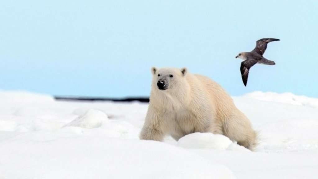 IJsbeer met jong op het zee-ijs in Spitsbergen.