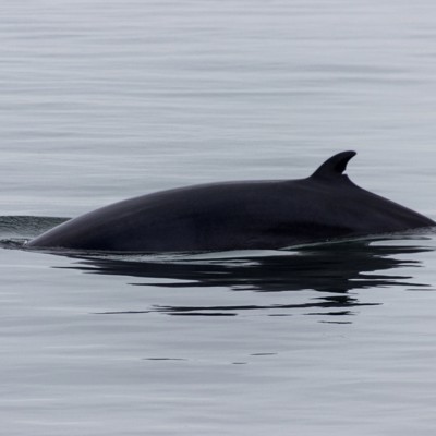 Walvis zwemt aan het wateroppervlak tijdens de Walvis Cruise op de St. Lawrence-rivier.