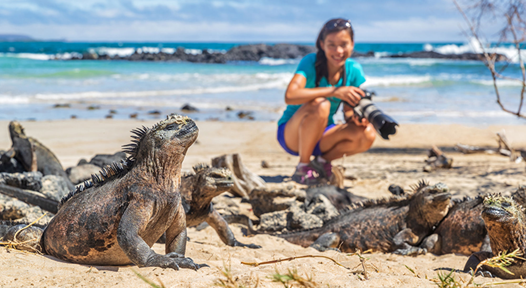 galapagos-leguaan Fotograaf op het strand maakt foto’s van zeeleguanen aan de kust van de Galapagoseilanden.