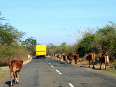 Koeien lopen langs de weg in Zuid-India, met een gele bus in de verte.