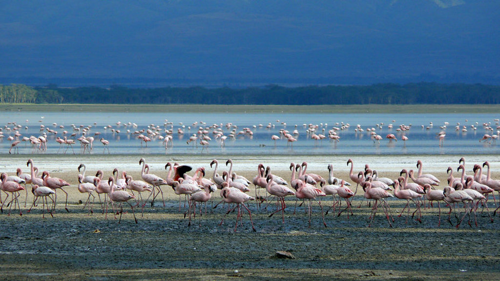 Grote groep flamingo’s in een ondiep meer tijdens groepsrondreis Kenia, Tanzania en Zanzibar.
