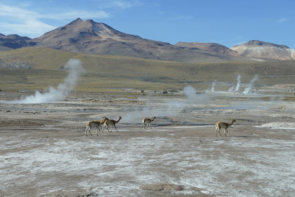 Vicuña’s bij geisers op de hoogvlakte van Bolivia en Chili tijdens een groepsrondreis.