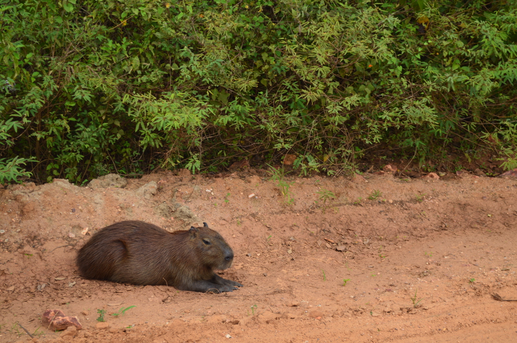 Capibara rust op een zandpad langs groene begroeiing tijdens familiereis Argentinië en Brazilië.