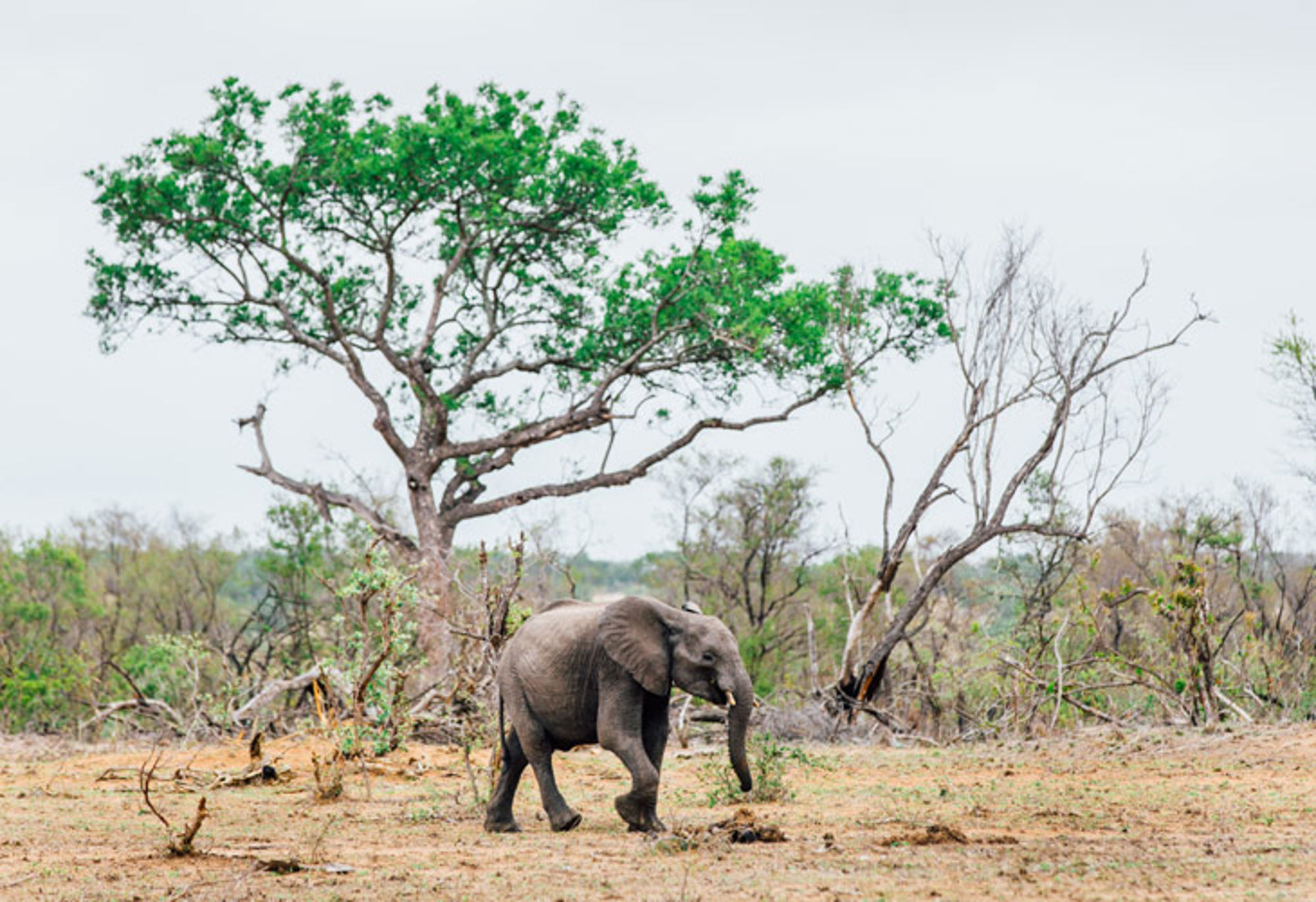 Olifant loopt door de savanne langs een groene boom.