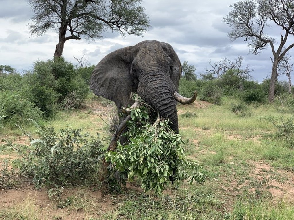 Olifant in het wild tijdens groepsrondreis Noordelijk Zuid-Afrika en eSwatini.