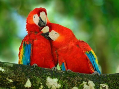Twee roodblauwe ara’s op een tak in het regenwoud van Costa Rica.