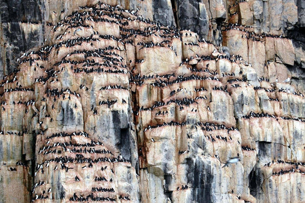 Zeevogels op steile rotswand in Spitsbergen tijdens groepsrondreis.