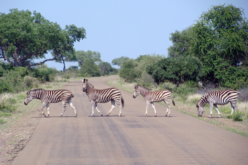 Zebra’s steken een weg over in een nationaal park tijdens een familiereis Zuid-Afrika en eSwatini.
