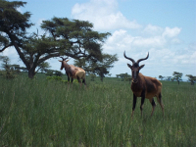 Topi-antilope in de savanne van Ethiopië tijdens de Route Ethiopië 29 dagen.