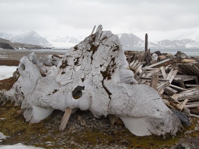 Grote walvisbotten en verweerd hout op de kust van Spitsbergen tijdens de zeilreis met de Antigua.