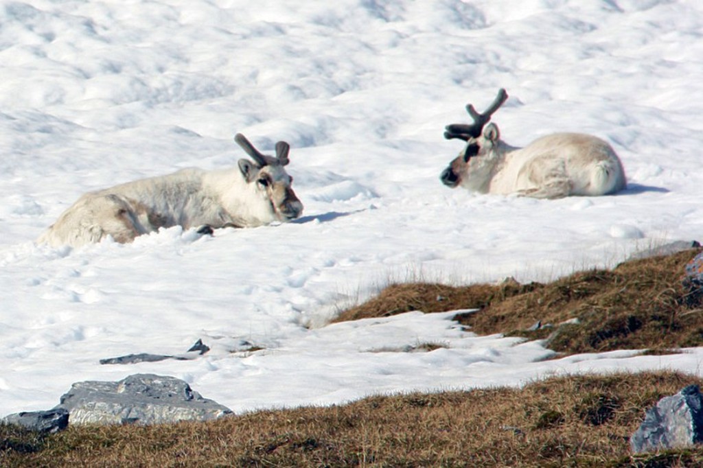 Twee rendieren rusten in de sneeuw op Spitsbergen tijdens een groepsrondreis.