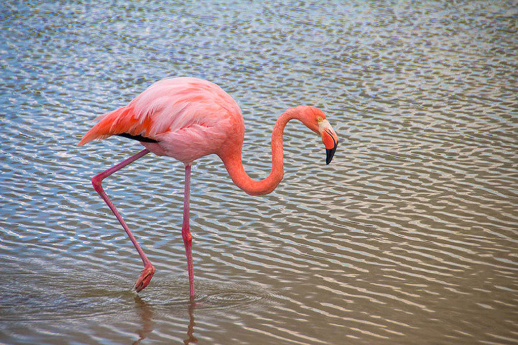 Flamingo waadt door ondiep water op de Galapagoseilanden tijdens groepsrondreis.