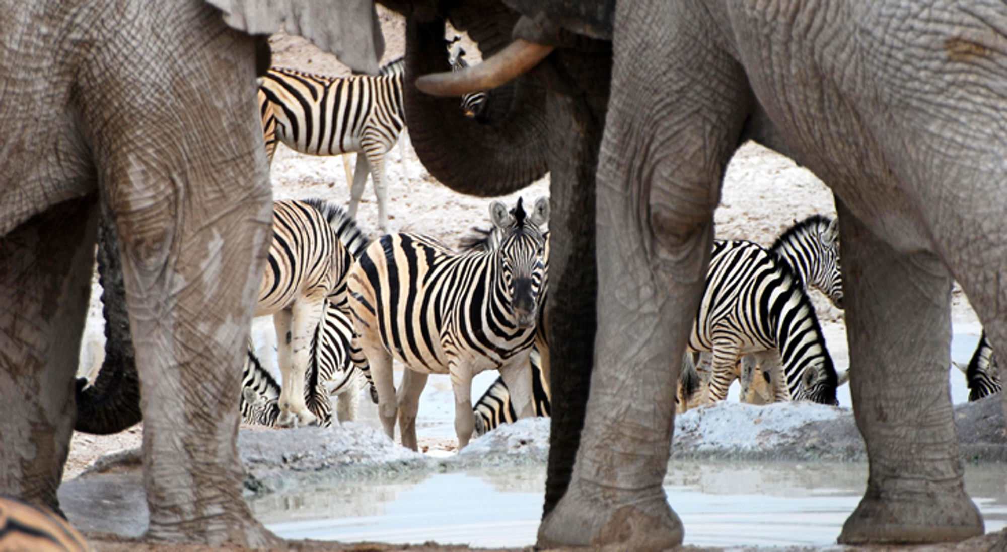 Zebra’s en olifanten bij een drinkplaats tijdens een safari.