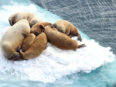 Walrussen rusten op een ijsschots in de zee bij Spitsbergen.