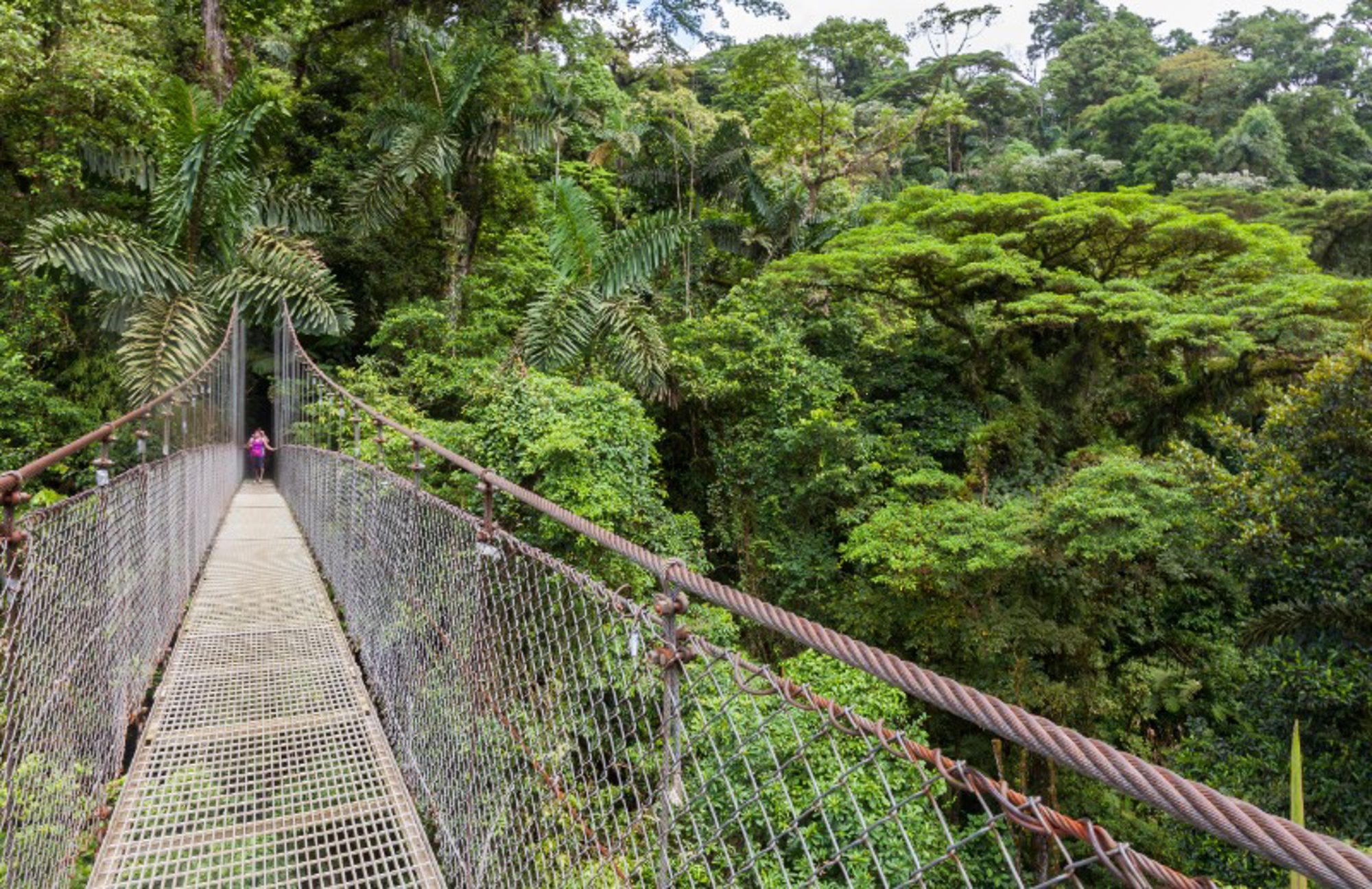 Mistico Arenal Hanging Bridges Park Hangbrug door dicht tropisch regenwoud, met een wandelaar op het pad.