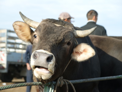 Koe met hoorns op een markt in Kirgistan, Route Kirgistan dag 5.