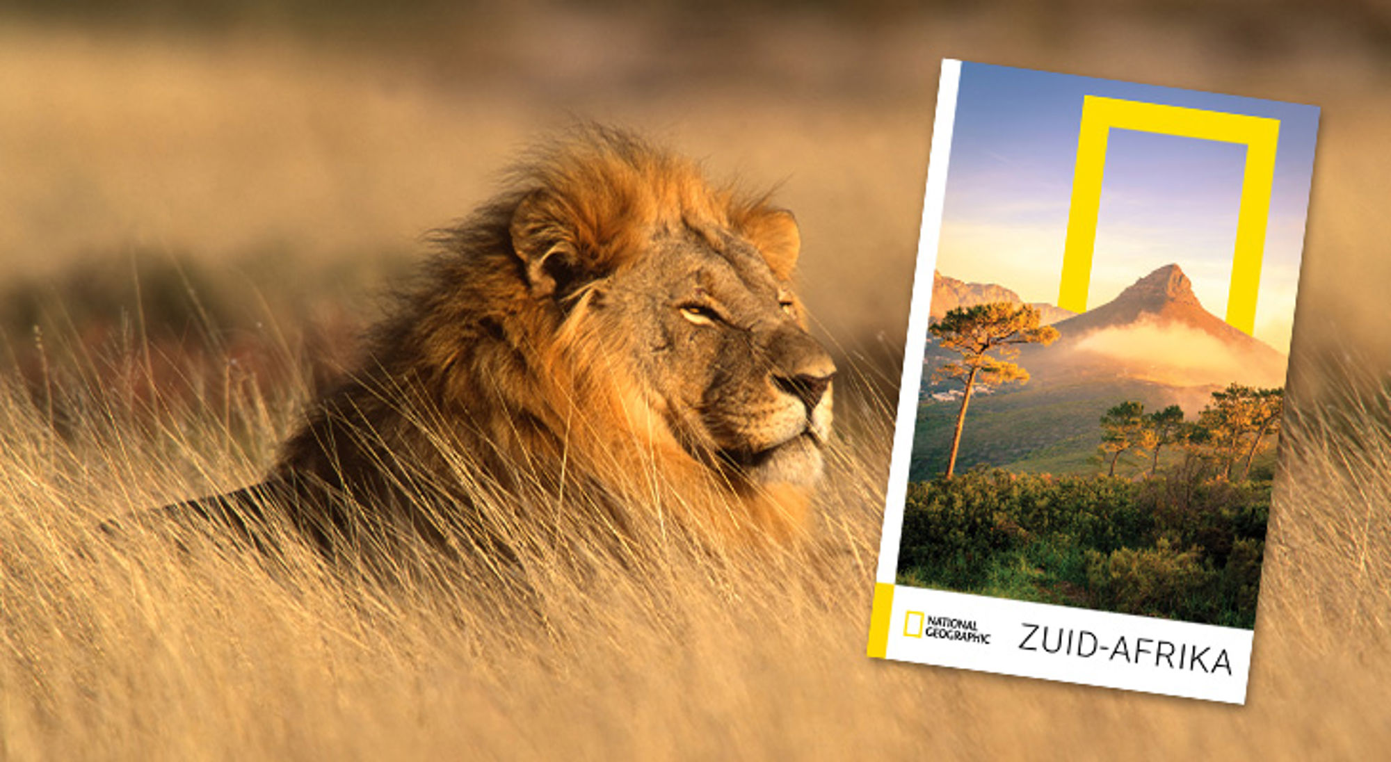 Zuid-Afrika Leeuw in hoog gras naast National Geographic-cover met landschap en tekst “Zuid-Afrika”.