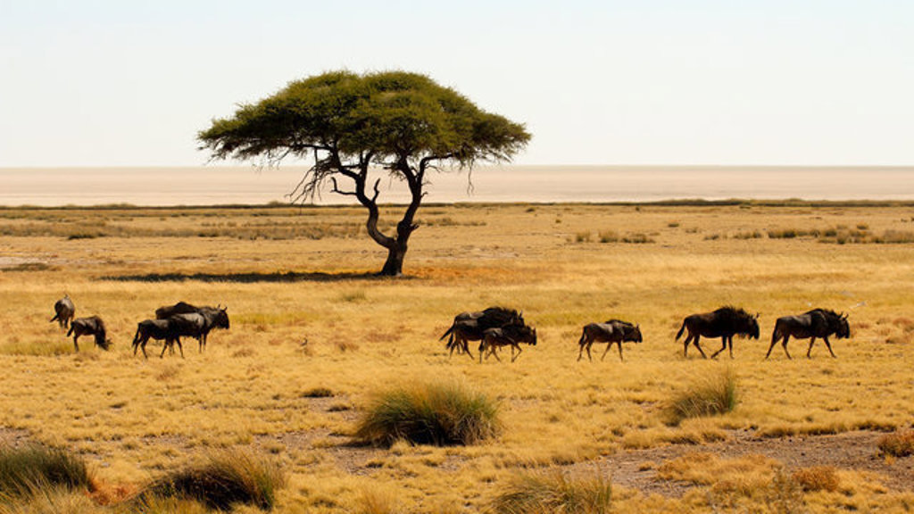 Kudde gnoes trekt door de savanne van Namibië tijdens de 22-35ers reis Zuidelijk Afrika.