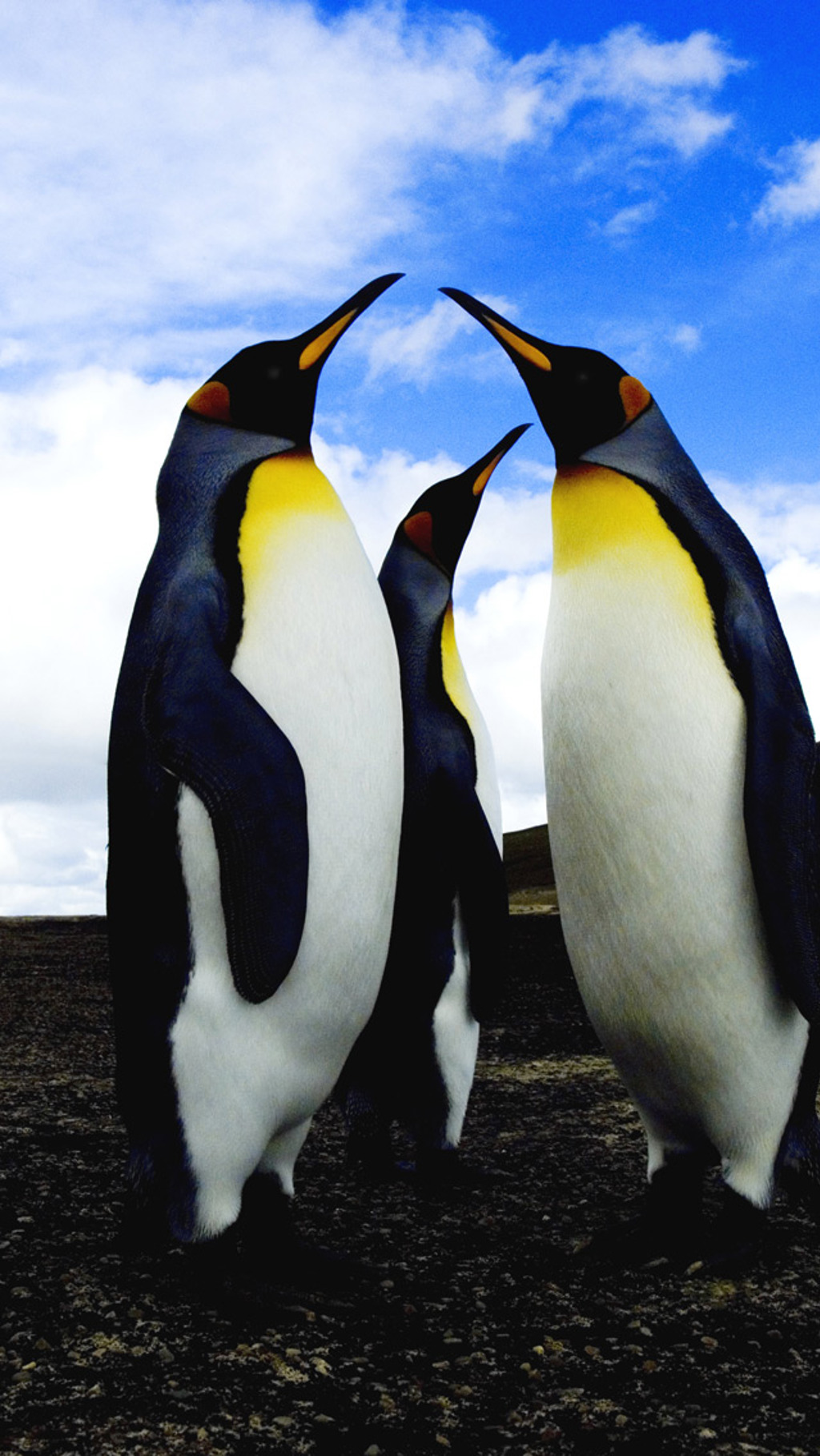 Drie koningspinguïns op South Georgia tijdens groepsrondreis Antarctica en de Poolcirkel.