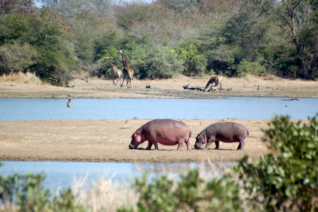 Nijlpaarden aan de oever van een waterplas tijdens een groepsrondreis Zuid-Afrika kampeerreis.