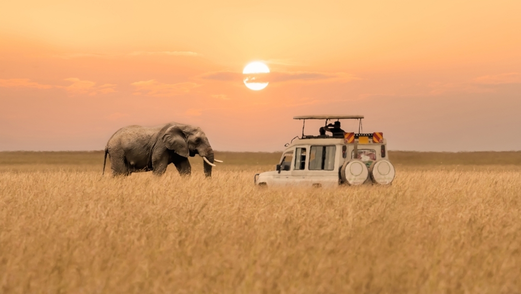Olifant naast safariwagen in de savanne bij zonsondergang tijdens groepsrondreis Zuidelijk Afrika.