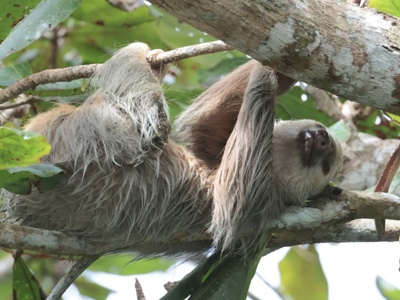 Luiaard hangt ontspannen in een boom in het regenwoud van Costa Rica.