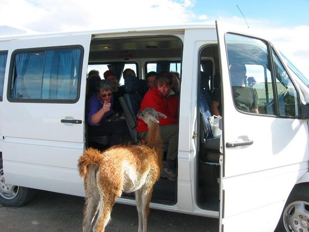 Lama kijkt een busje in met reizigers tijdens een groepsrondreis in Patagonië.
