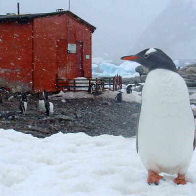 Ezelspinguïn op besneeuwde kust bij een onderzoeksstation in Antarctica tijdens een groepsrondreis.
