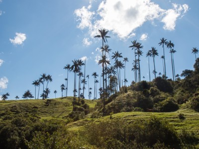 Waxpalmen in de Cocoravallei langs de Route Colombia, met groene heuvels en grazende paarden onder blauwe lucht.