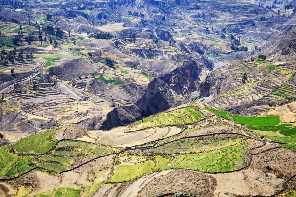 Uitzicht op de Colca Canyon in Peru met terrassenlandbouw en groene valleien.
