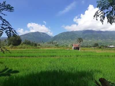 Groene rijstvelden met een huisje en bergen op de achtergrond op Sulawesi, Indonesië.