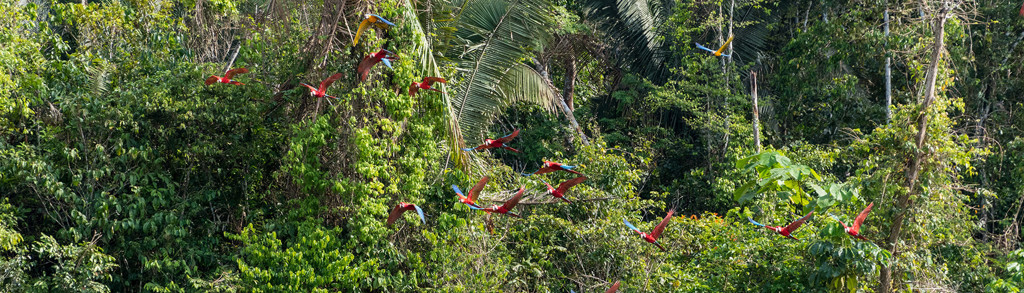 Rode ara’s vliegen over het tropisch regenwoud in Costa Rica tijdens de groepsrondreis Costa Rica Hoogtepunten.