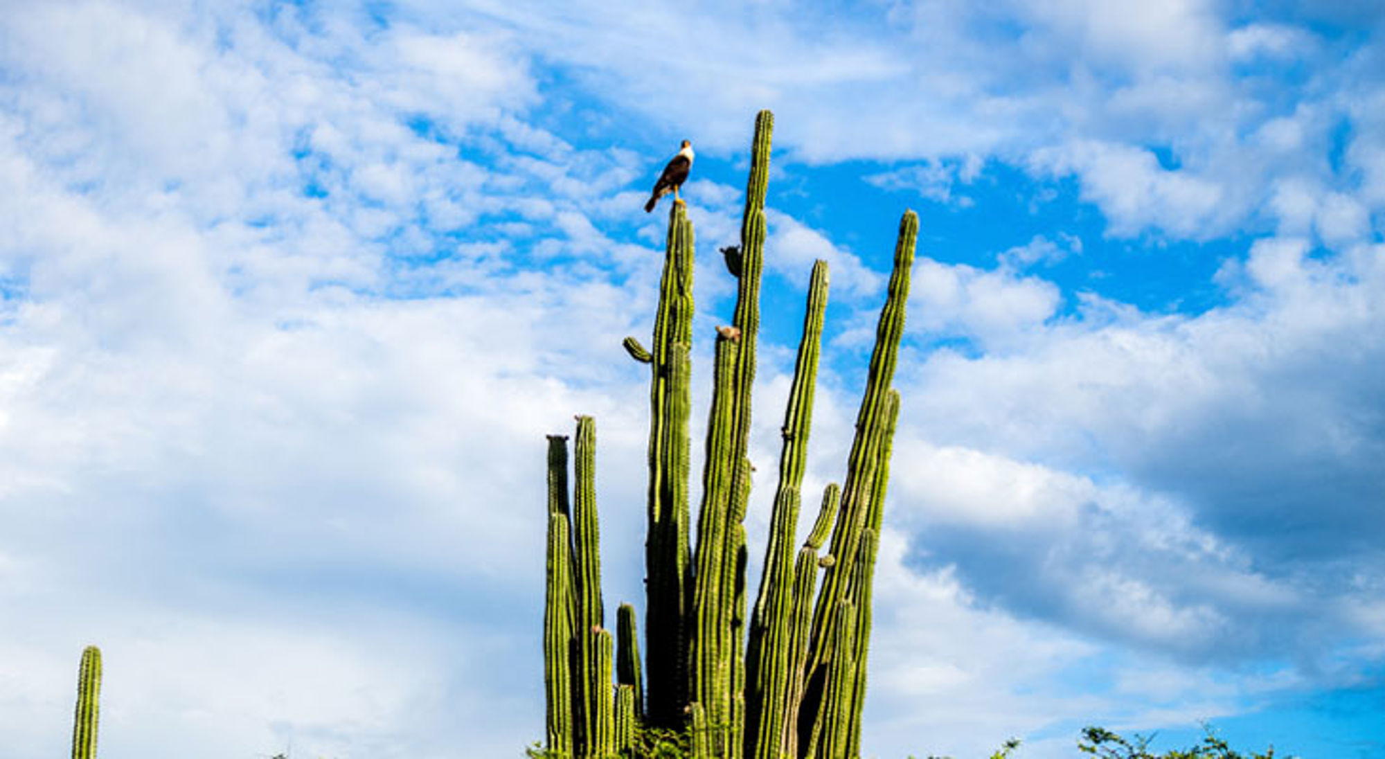 Cactus Tatacao woestijn Roofvogel op hoge cactus onder blauwe lucht met wolken in Colombia.
