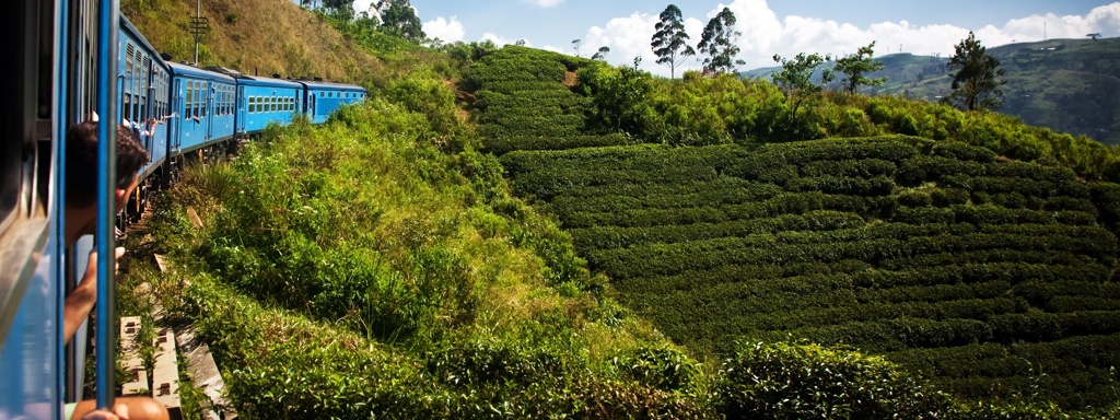 Blauwe trein door groene theeplantages in de heuvels van Sri Lanka tijdens een groepsrondreis.
