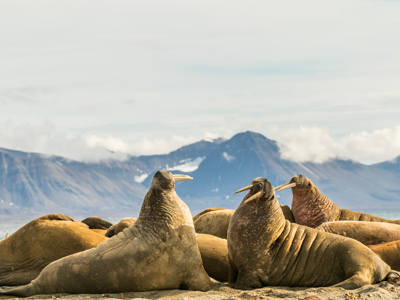 Walrussen rusten op het strand in Spitsbergen, met bergen op de achtergrond.