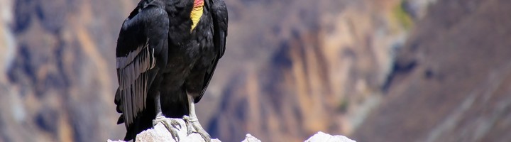 Andescondor op een rots in de bergen van Peru.