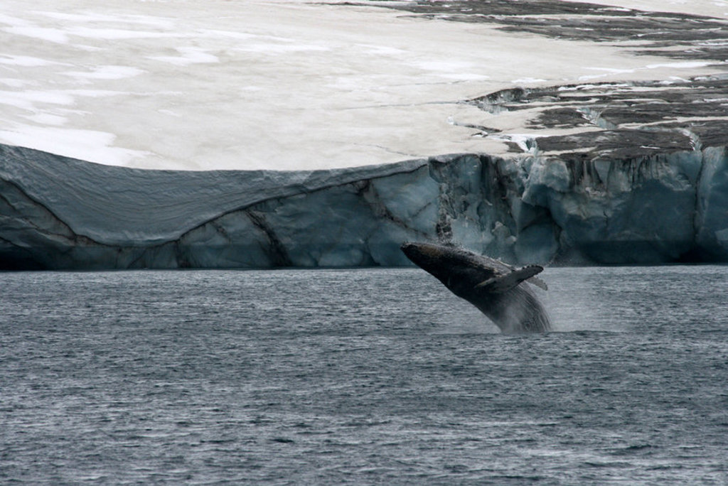 Bultrug springt uit zee bij een ijswand in Antarctica tijdens groepsrondreis naar S. Georgia en de Poolcirkel.